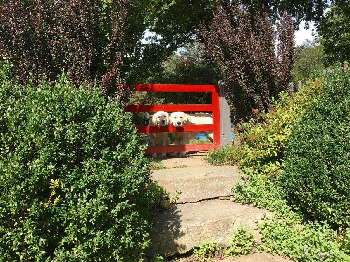 A red gate with two dogs sitting on it.
