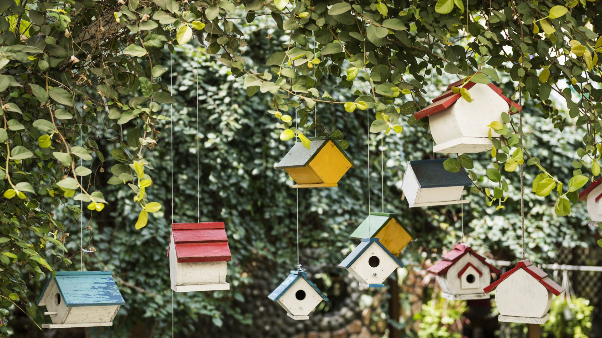A bunch of birdhouses hanging from the side of a tree.
